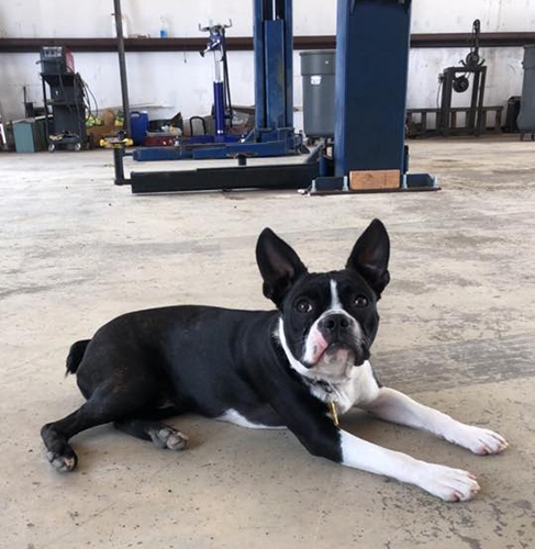 Otis the dog laying down in the shop.